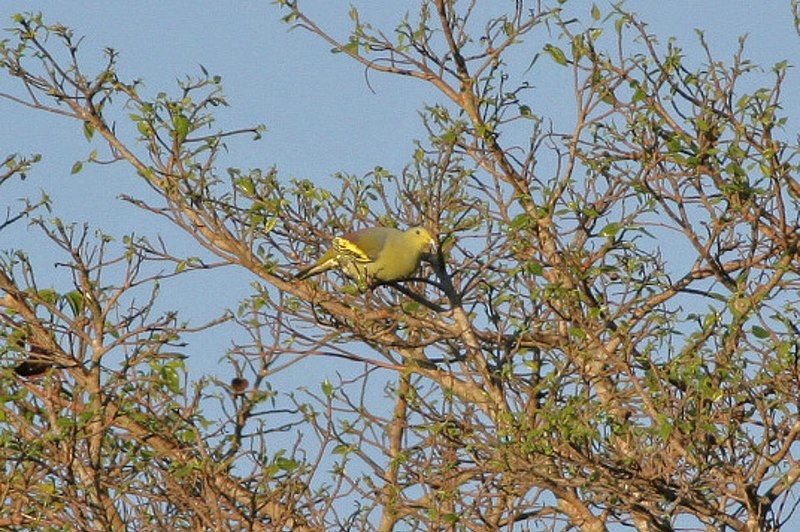 File:Sumba Green-Pigeon (8074112471).jpg