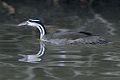 Male in breeding plumage. Note the duller overall plumage, the duller red bill, and the lack of a cheek-patch.