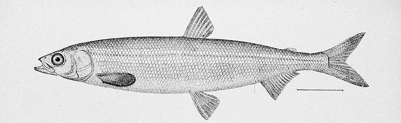 File:Surf smelt illustration.jpg