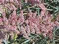 Tamarix gallica flowers