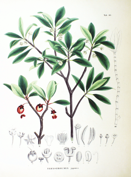 File:Ternstroemia japonica SZ80.png