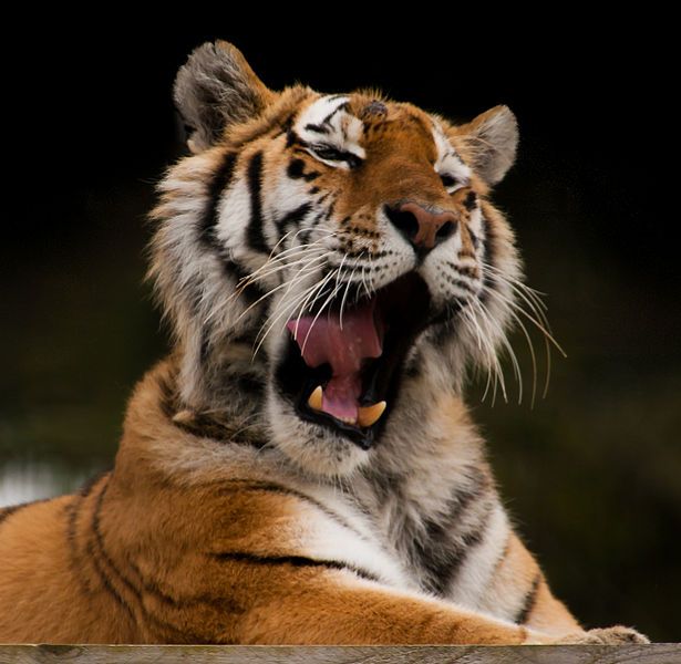 File:Tiger Yawning.jpg