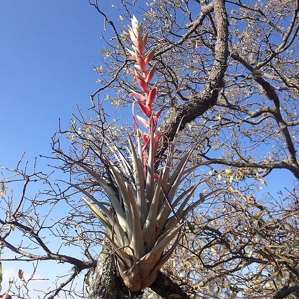 File:Tillandsia bourgaei.jpg