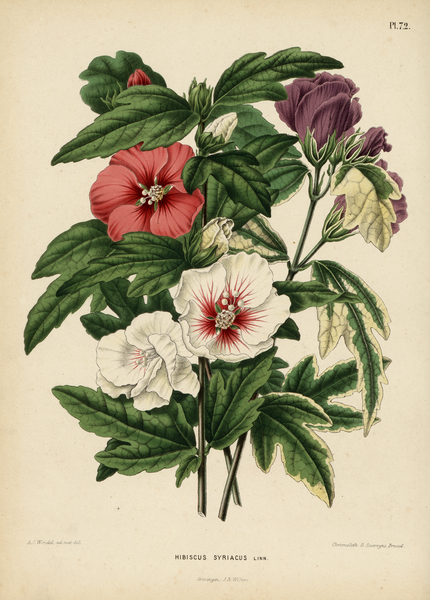 File:WitteHeinrichFlora1868-072-Hibiscus syriacus.png