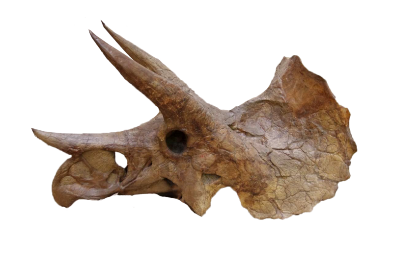 File:Yale-Peabody-Triceratops-004Trp.png