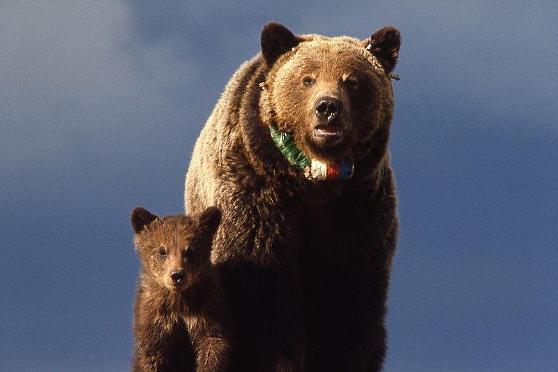 File:Yellowstone-grizzly-00156.jpg