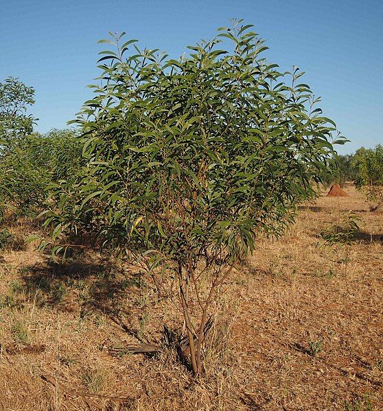 File:Acacia elachantha.jpg