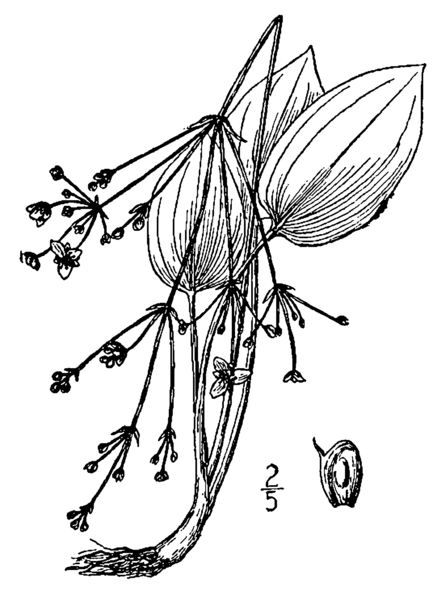 File:Alisma triviale drawing.png