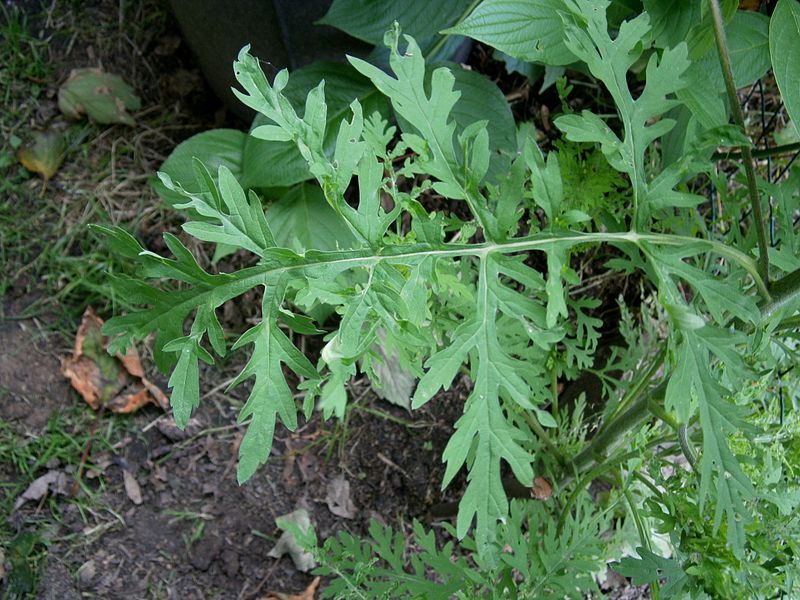 File:Ambrosia artemisiifolia004.jpg