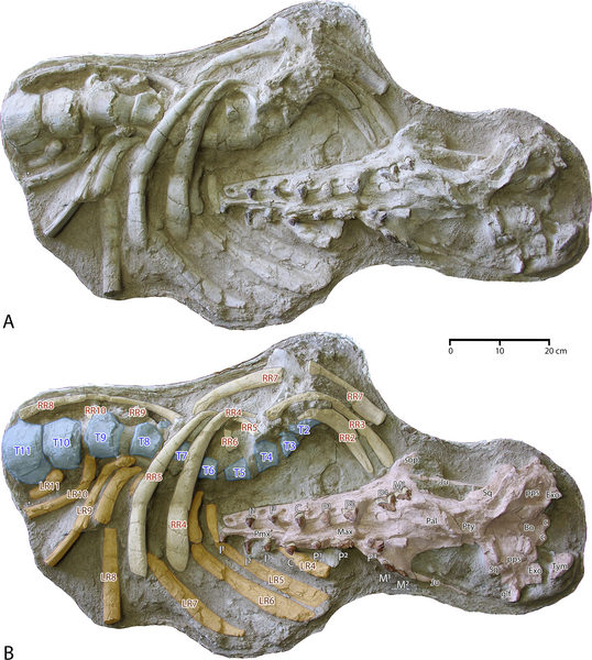 File:Antaecetus close up.png