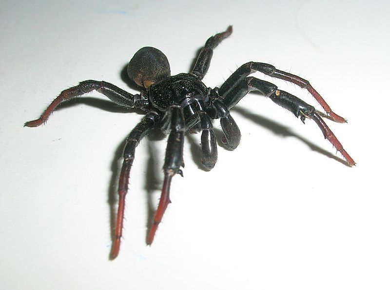 File:BannerghattaBlackSpider.jpg