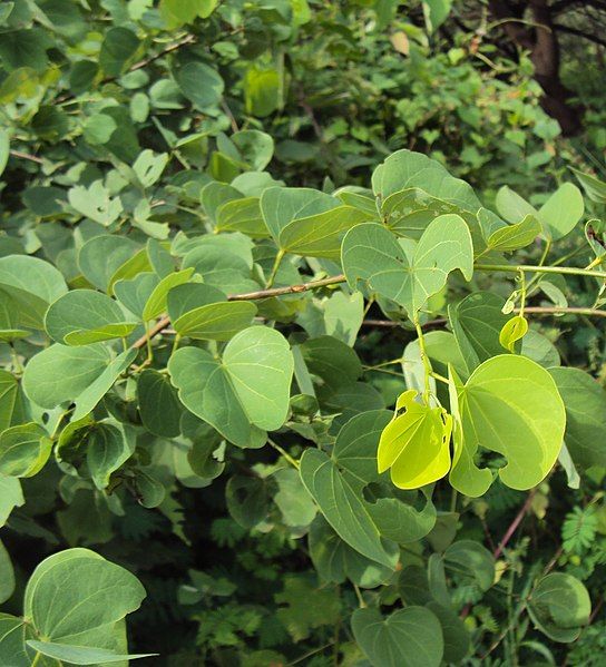 File:Bauhinia malabarica.jpg