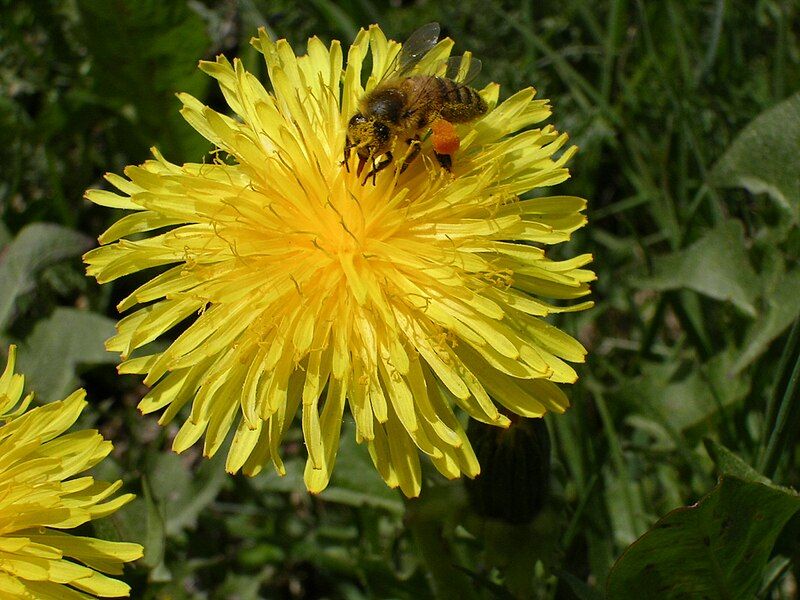 File:Bee on dandelion.JPG