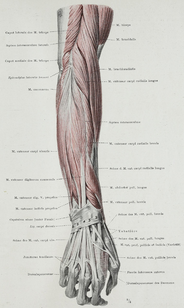 File:Braus 1921 182.png