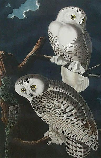 File:Bubo scandiacus (Audubon).jpg