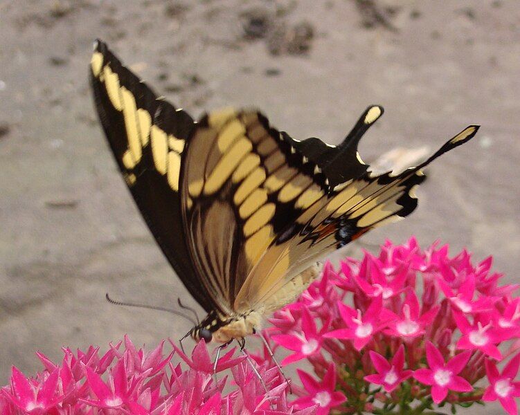 File:Butterfly House 1.JPG