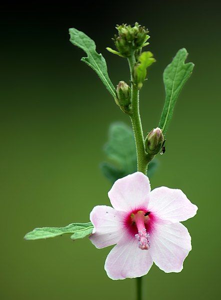 File:Caesarweed (Urena lobata).jpg