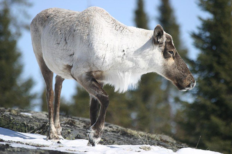 File:Caribou walk spring.JPG