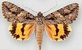 Catocala johnsoniana Johnson's underwing