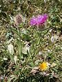 Centaurea nervosa