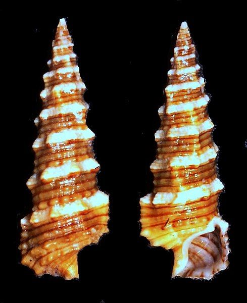 File:Cerithium lifuense.shell001.jpg