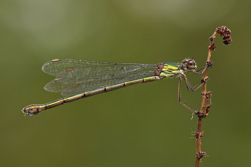 File:Chalcolestes viridis LC0323.jpg