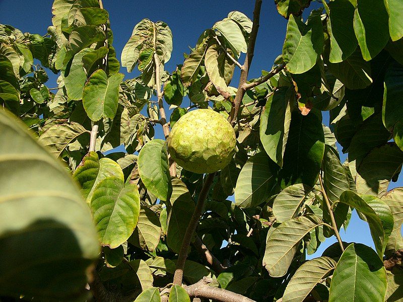 File:Cherimoya tree hg.jpg