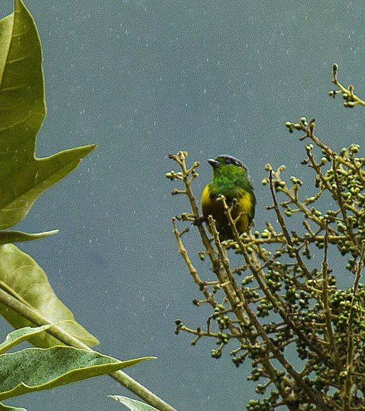 File:Chestnut-breasted Chlorophonia.jpg