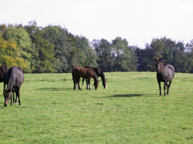 File:Chevaux de Westmeath.JPG