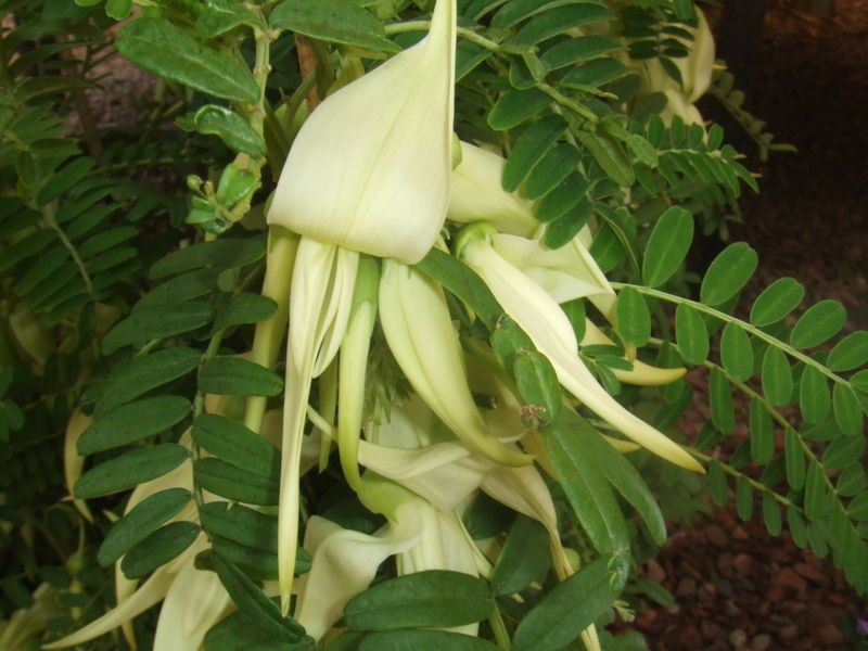 File:Clianthus puniceus2.jpg