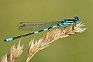 The dainty damselfly (Coenagrion scitulum)