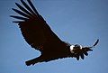 Andean condor (Vultur gryphus), the national bird of Chile