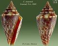 Conasprella stearnsii Conrad, T.A., 1869