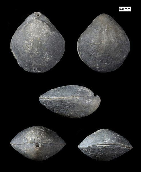 File:Cranaena.jpg