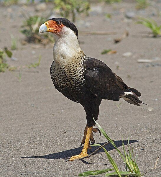 File:Crested Caracara JCB.jpg