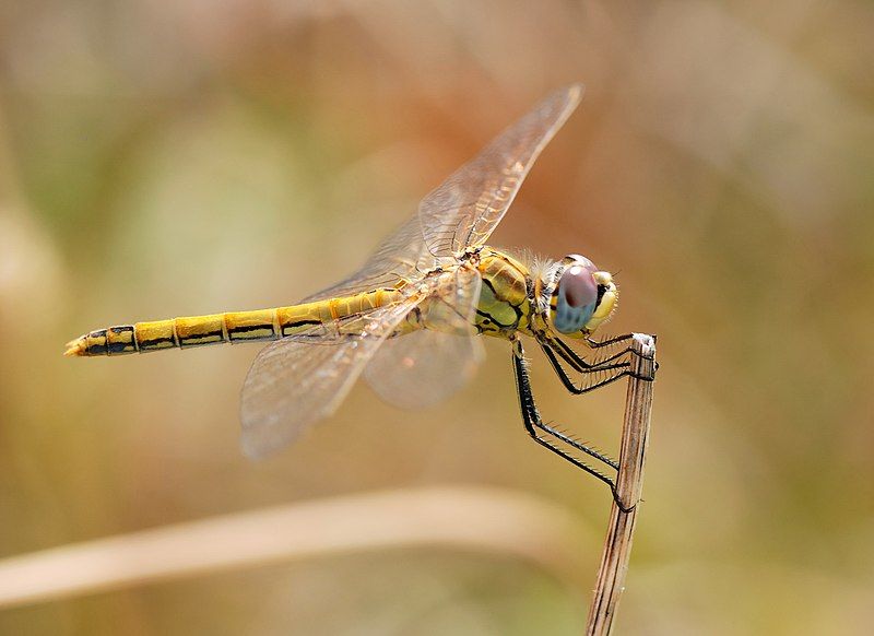 File:Darter August 2007-22.jpg