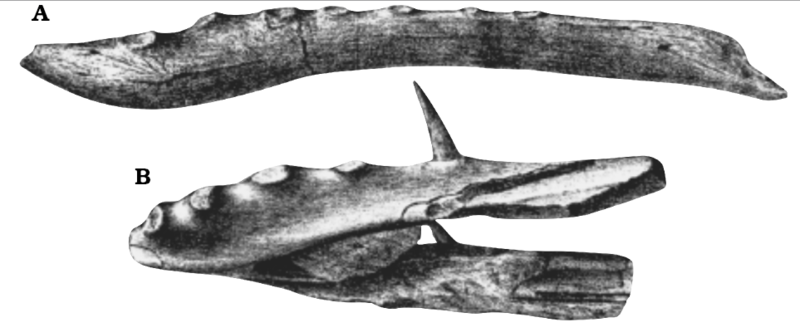 File:Dolichorhamphus mandibles.png