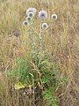 Echinops sphaerocephalus in Russia