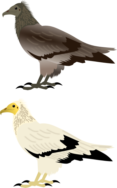 File:Egyptian Vulture.svg