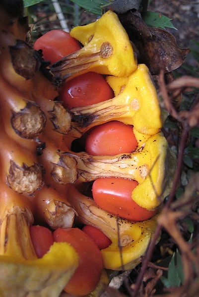 File:Encephalartos villosus seed.jpg