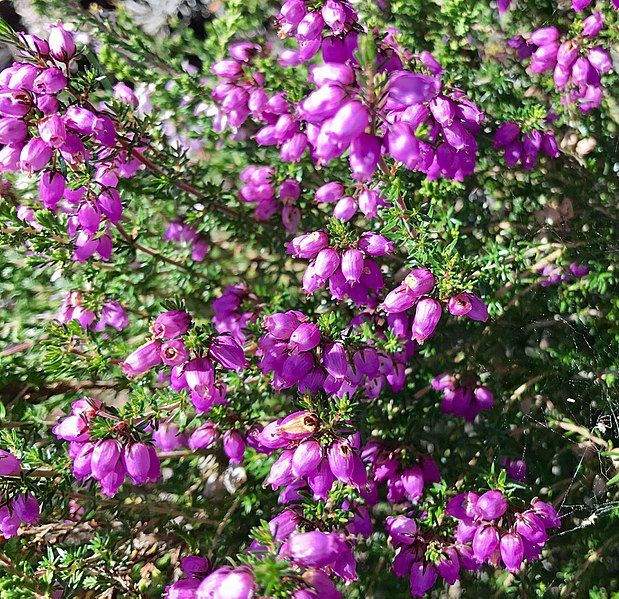 File:Erica cinerea (Purpurlyng).jpg