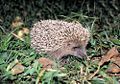 Amur hedgehog