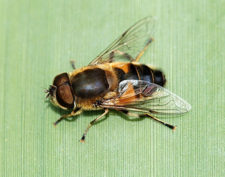 File:Eristalis March 2010-1.jpg