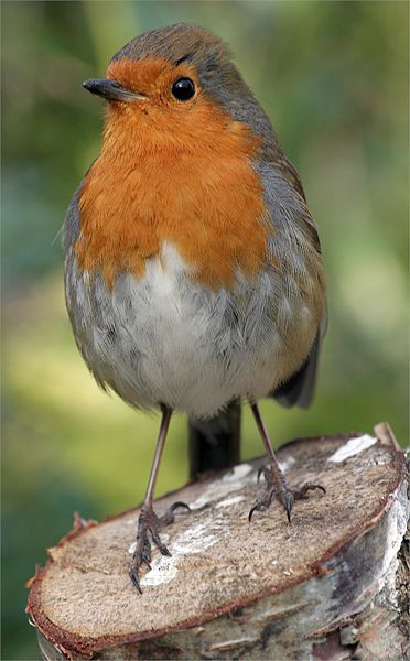 File:Erithacus-rubecula-melophilus Dublin-Ireland.jpg