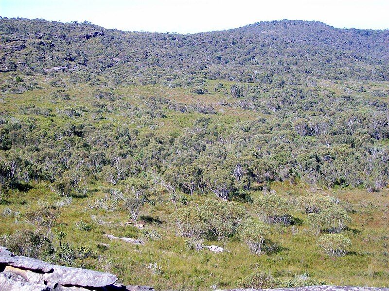 File:Eucalyptus luehmanniana woodland.jpg