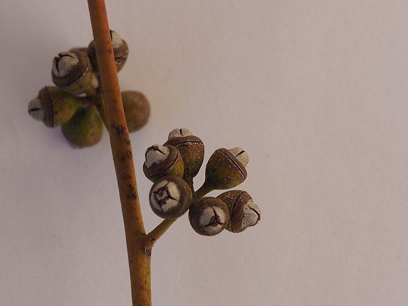 File:Eucalyptus nova-anglica fruit.jpg