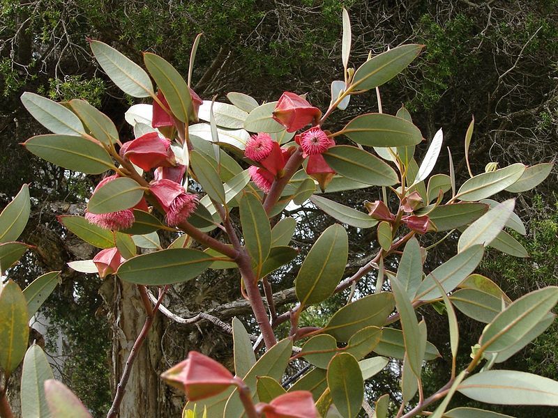 File:Eucalyptus tetraptera1.jpg