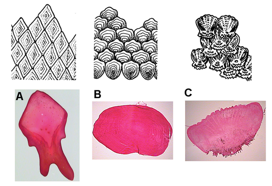 Fish scales: A. ganoid; B. cycloid; C. ctenoid