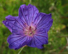 Geranium incanum, like most geraniums and pelargoniums, sheds its anthers, sometimes its stamens as well, as a barrier to self-pollination. This young flower is about to open its anthers, but has not yet fully developed its pistil.