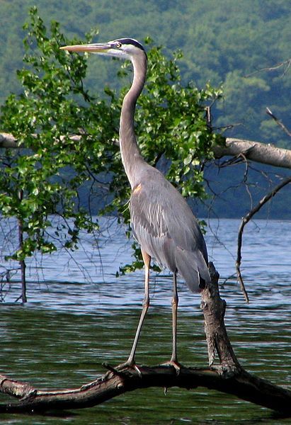 File:GreatBlueHeron.jpg